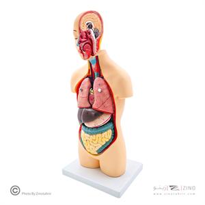 مولاژنیم تنه بدن انسان 1/2اندازه طبیعی