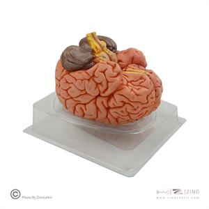 مولاژ مغز4قسمتی