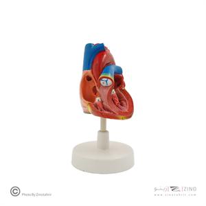 مولاژ قلب طبیعی دوقسمتی (جدید)